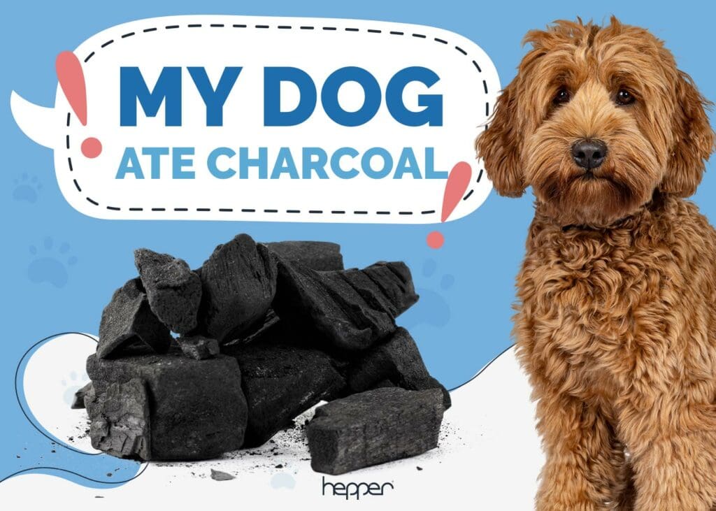 My Dog Ate Charcoal