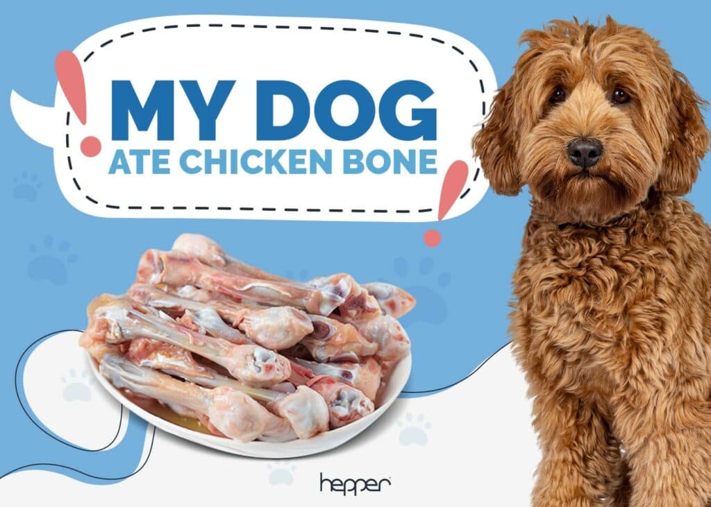 My Dog Ate a Chicken Bone