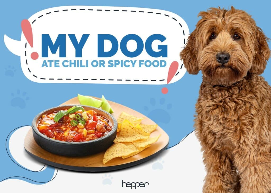 My Dog Ate Chili or Spicy Food