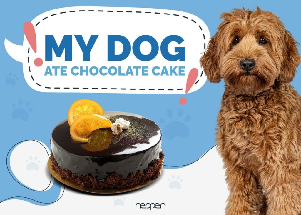 My Dog Ate Chocolate Cake