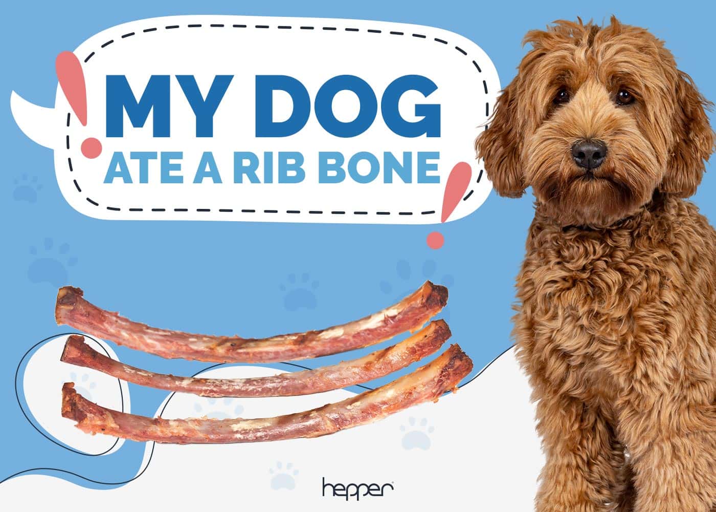 My Dog Ate a Rib Bone