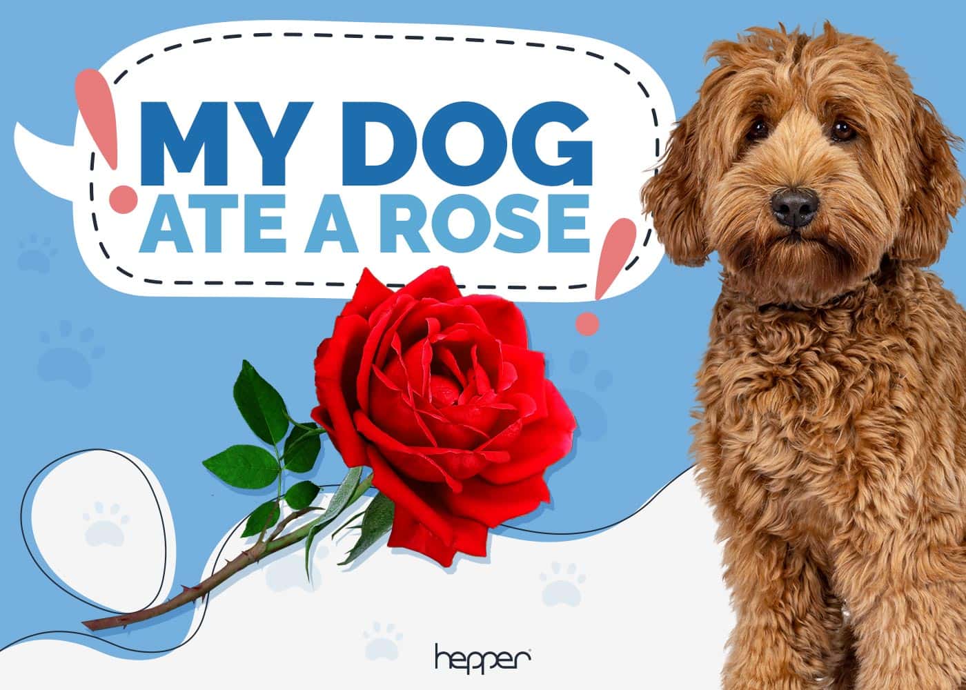 My Dog Ate a Rose, Do They Need to See a Vet