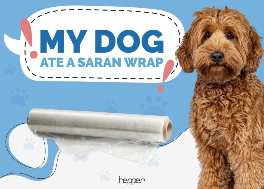 My Dog Ate Saran Wrap