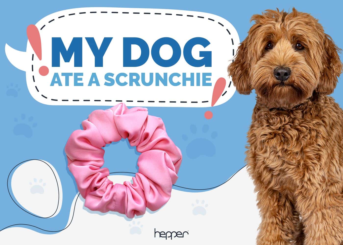 My Dog Ate a Scrunchie