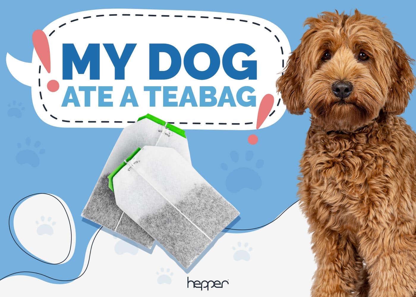 My Dog Ate a Tea Bag
