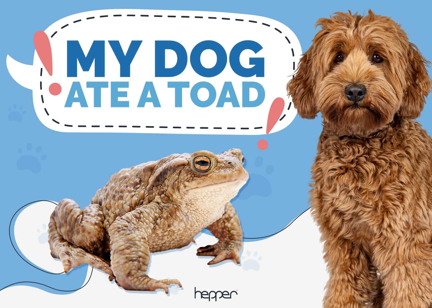 My Dog Ate a Toad