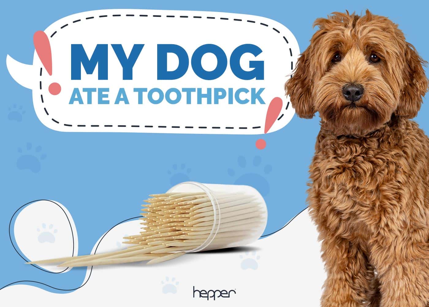 My Dog Ate a Toothpick