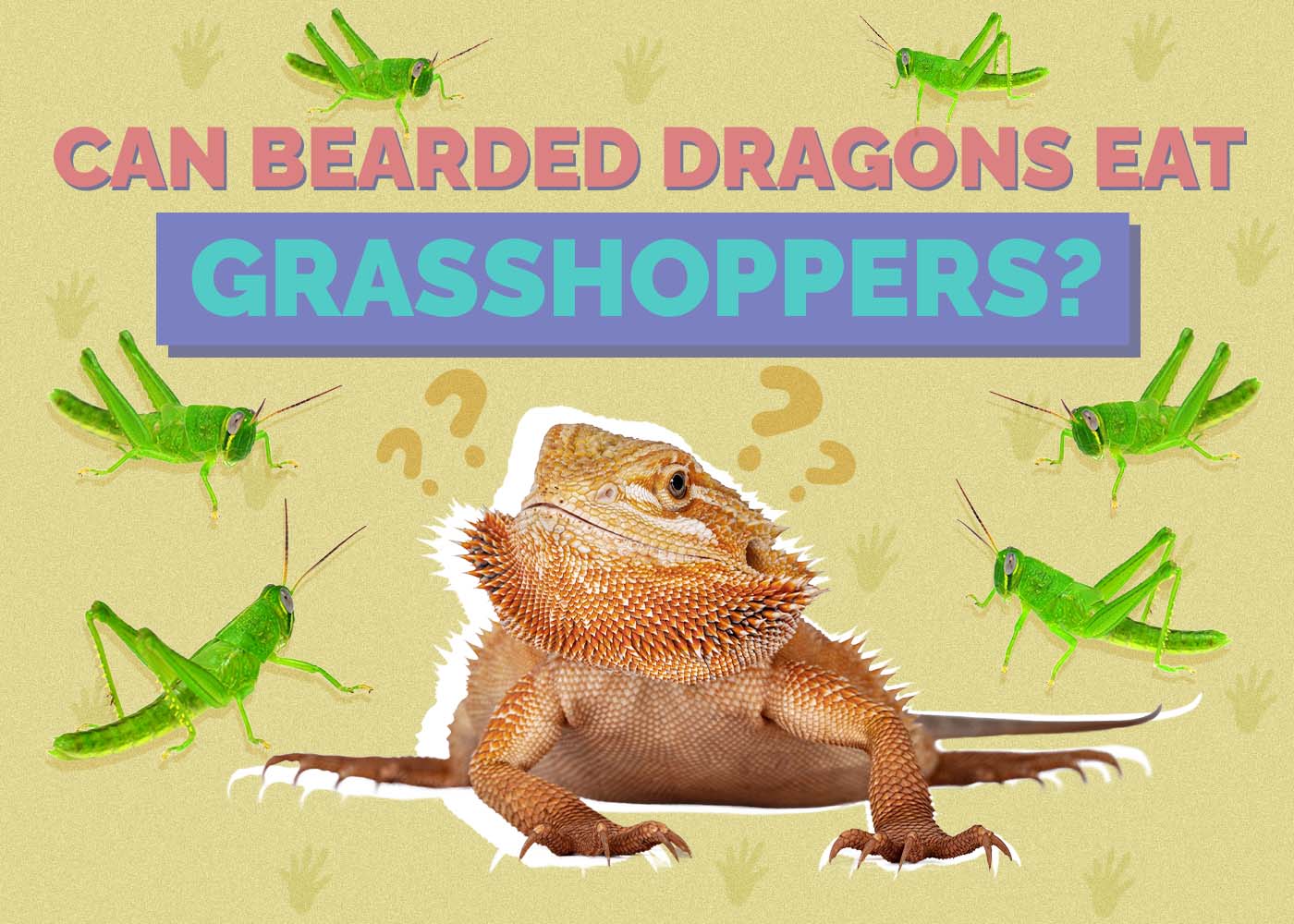 Hepper_Can Bearded Dragons Eat_Grasshoppers 2024