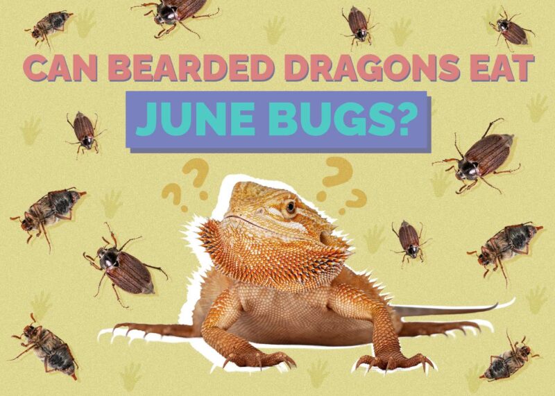 Hepper_Can Bearded Dragons Eat_June Bugs 2024