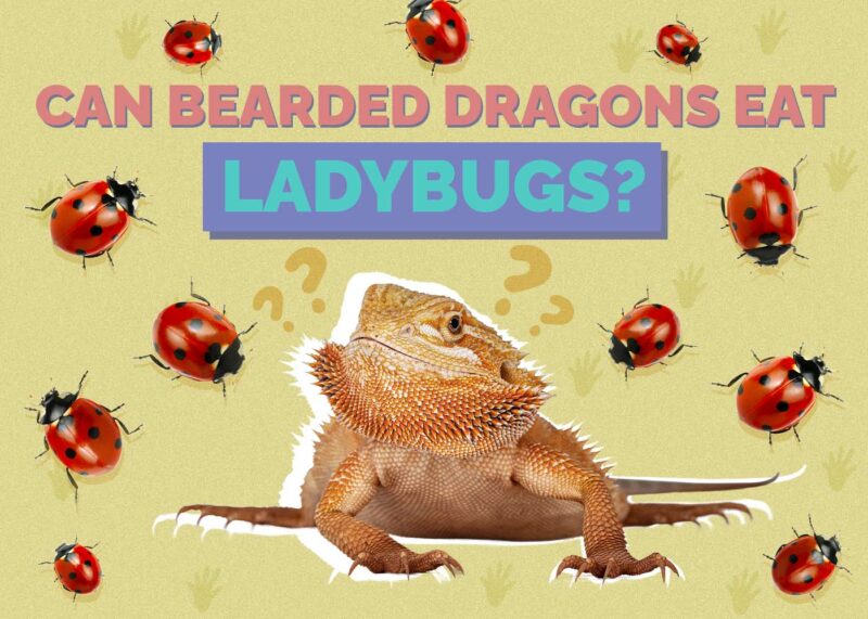 Hepper_Can Bearded Dragons Eat_Ladybugs