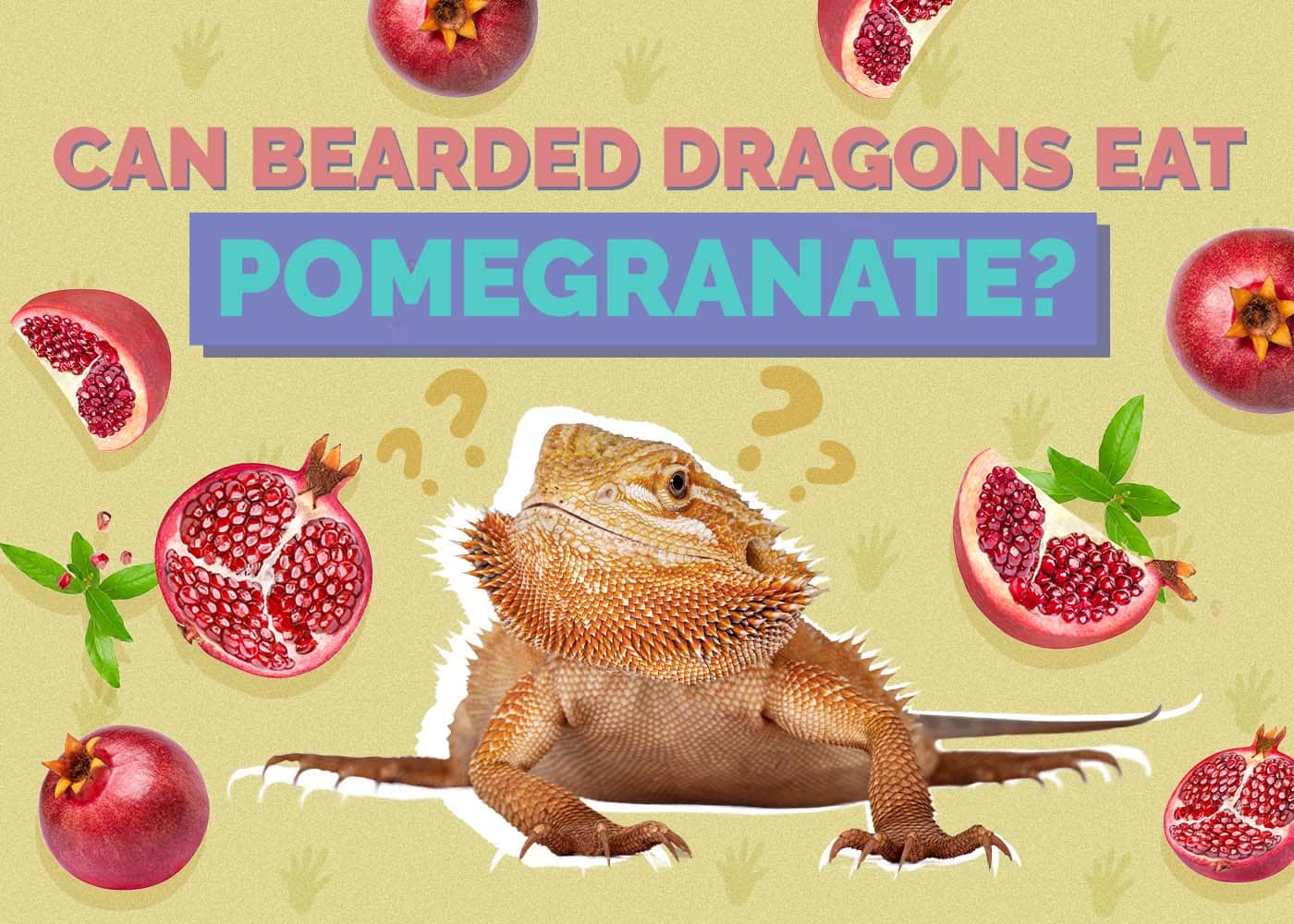 Hepper_Can Bearded Dragons Eat_Pomegranate 2024