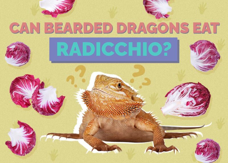 Hepper_Can Bearded Dragons Eat_Radicchio 2024