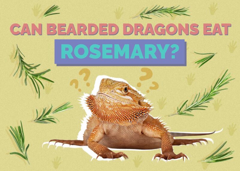 Hepper_Can Bearded Dragons Eat_Rosemary 2024
