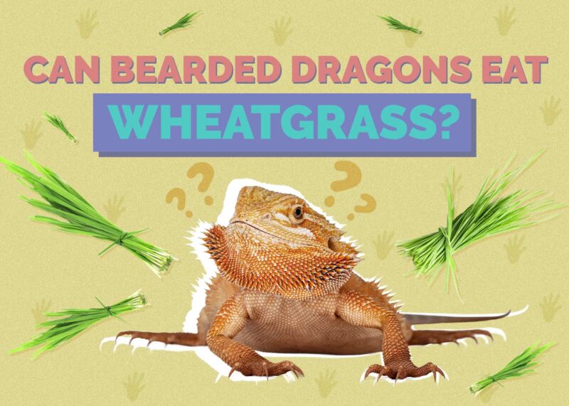 Hepper_Can Bearded Dragons Eat_Wheatgrass