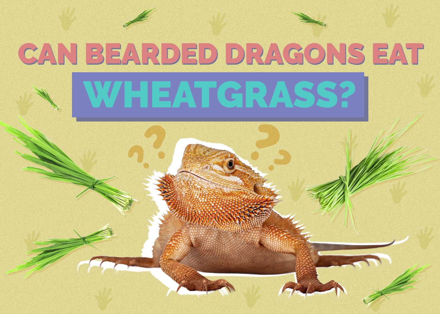 Hepper_Can Bearded Dragons Eat_Wheatgrass