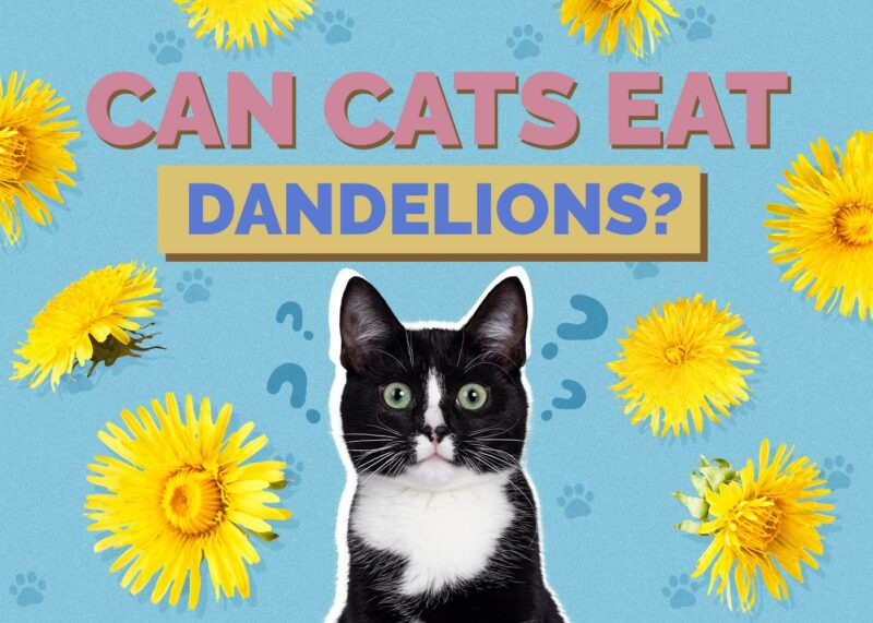 Hepper_Can Cats Eat_Dandelions 2024