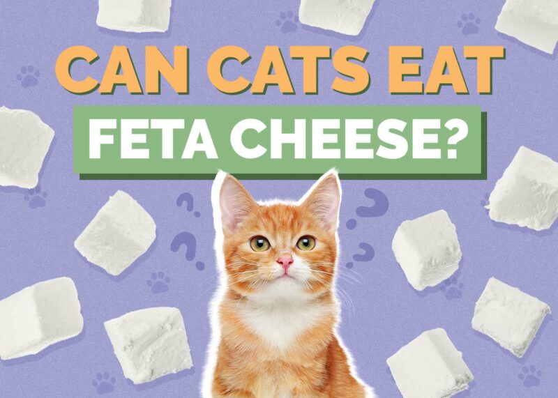 Hepper_Can Cats Eat_Feta Cheese 2024