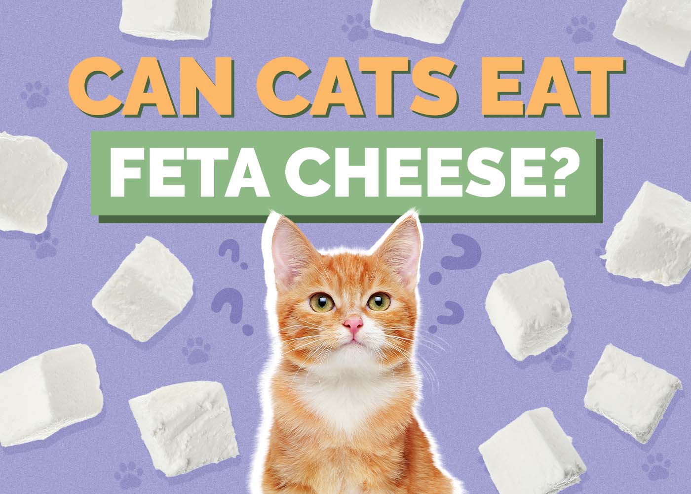 Hepper_Can Cats Eat_Feta Cheese 2024
