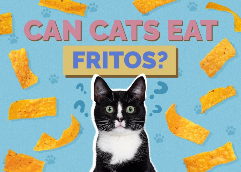 Hepper_Can Cats Eat_Fritos