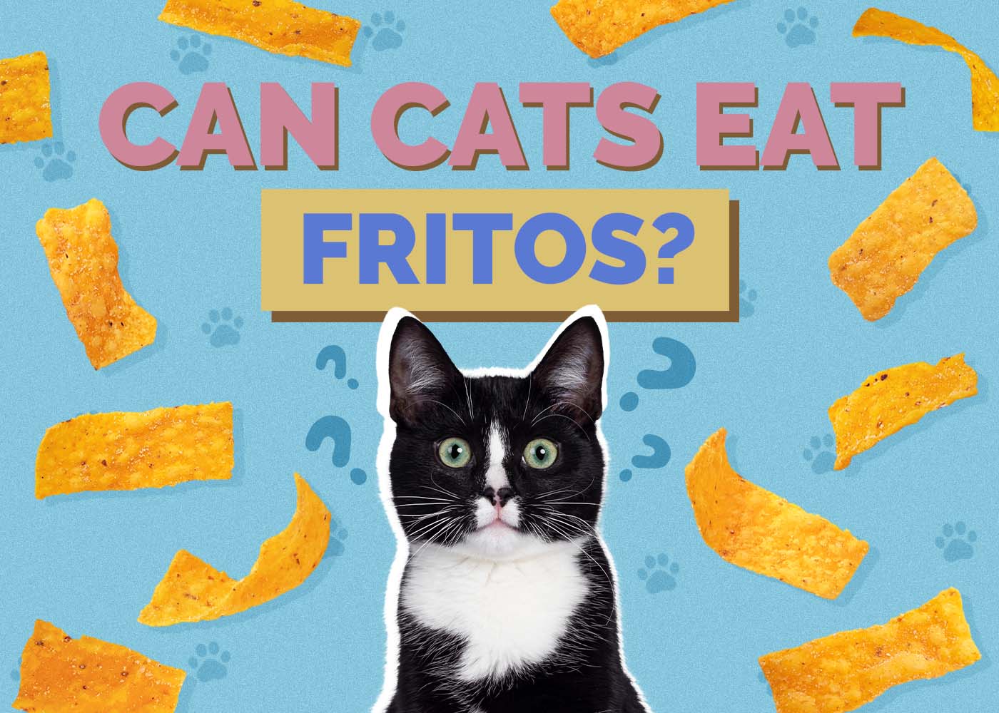 Hepper_Can Cats Eat_Fritos