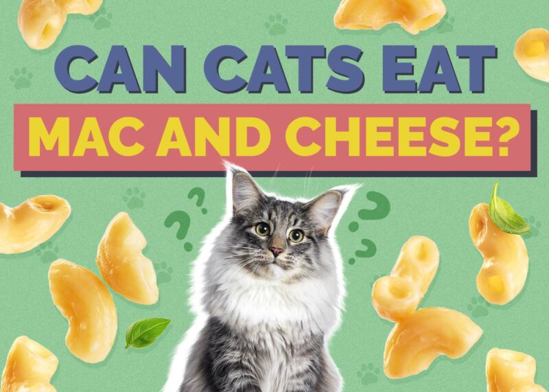 Hepper_Can Cats Eat_Mac and Cheese 2024