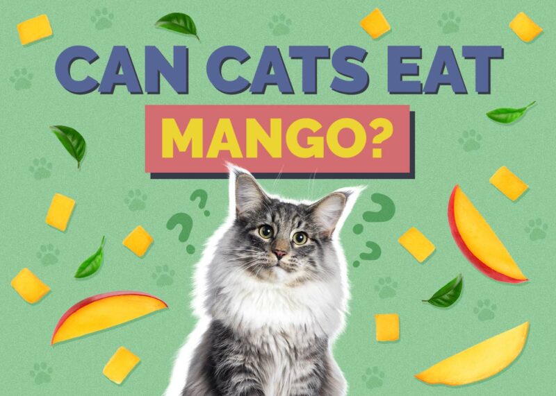 Hepper_Can Cats Eat_Mangoes 2024