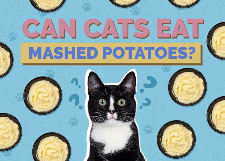 View of Can Cats Eat Mashed Potatoes? Vet-Reviewed Nutritional Benefits & Risks ...