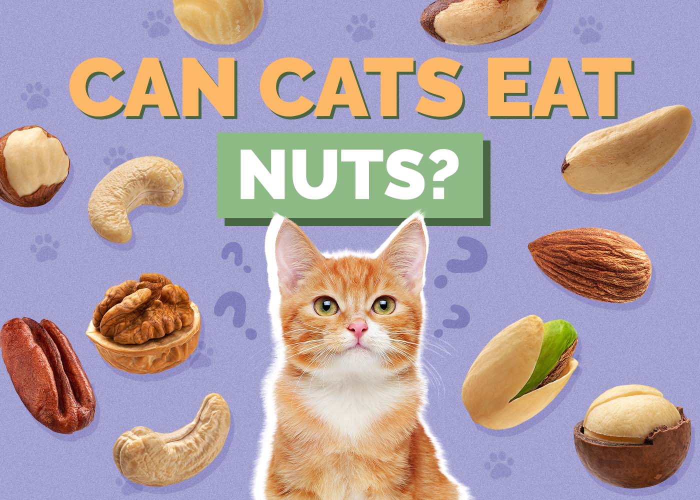 Hepper_Can Cats Eat_Nuts 2024