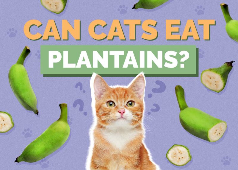 Hepper_Can Cats Eat_Plantains 2024