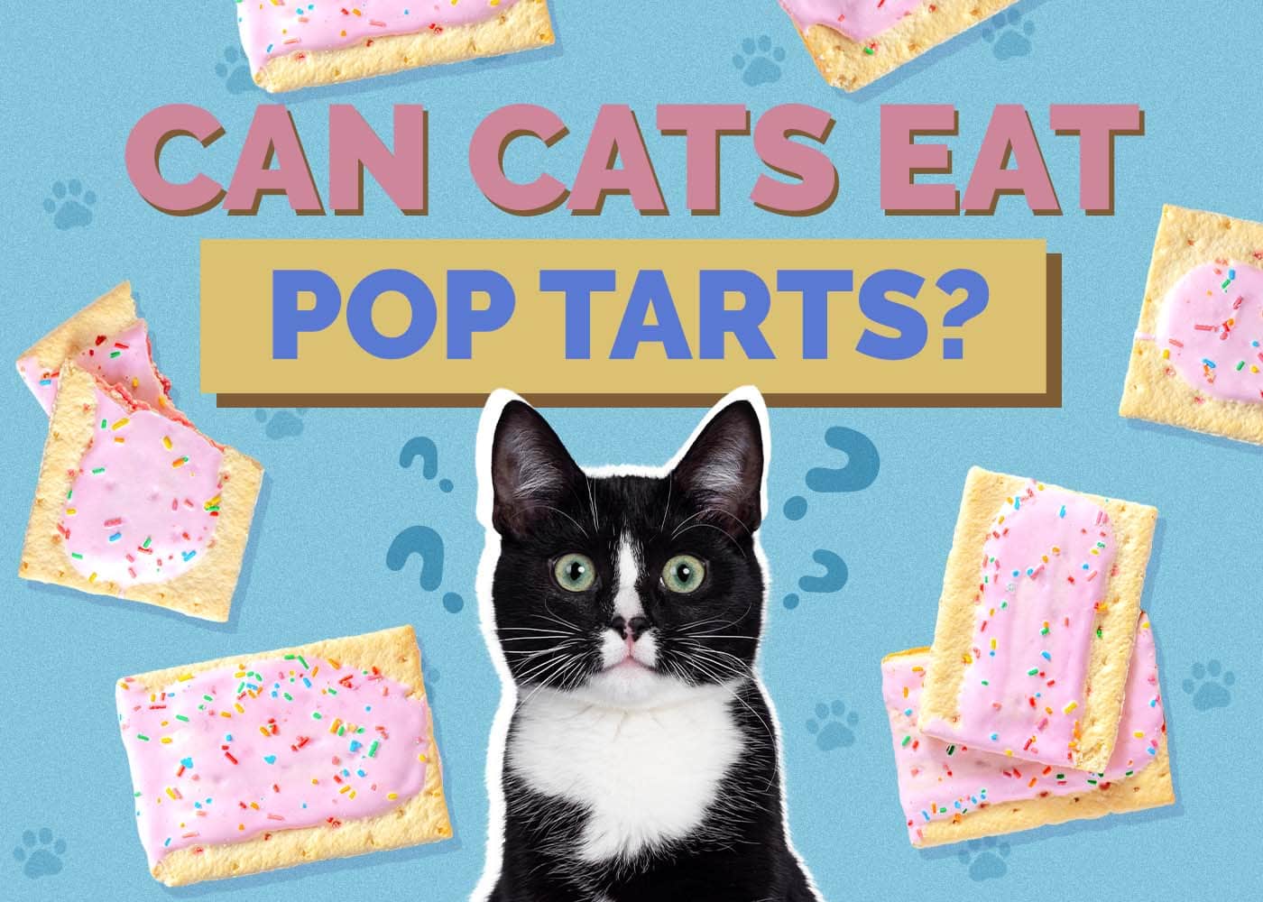 Hepper_Can Cats Eat_Pop Tarts 2024