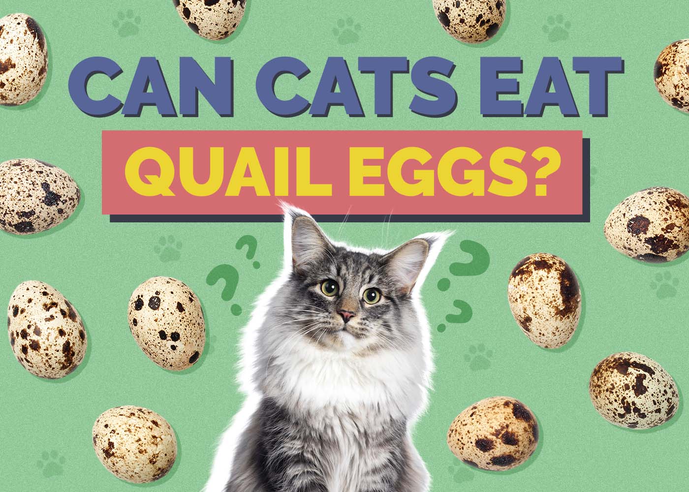 Hepper_Can Cats Eat_Quail Eggs