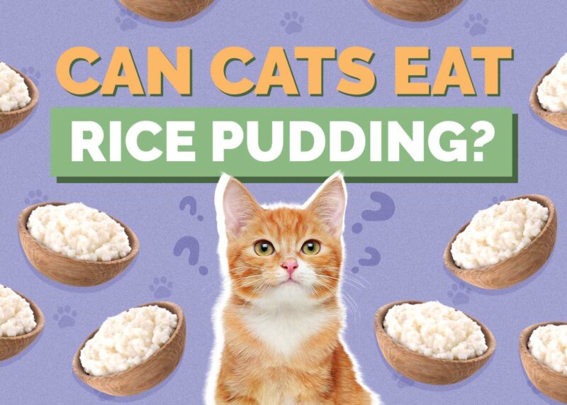 Hepper_Can Cats Eat_Rice Pudding