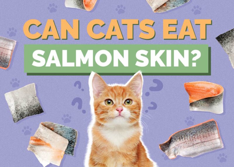 Hepper_Can Cats Eat_Salmon Skin