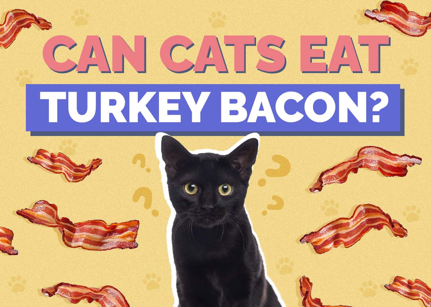 Hepper_Can Cats Eat_Turkey Bacon
