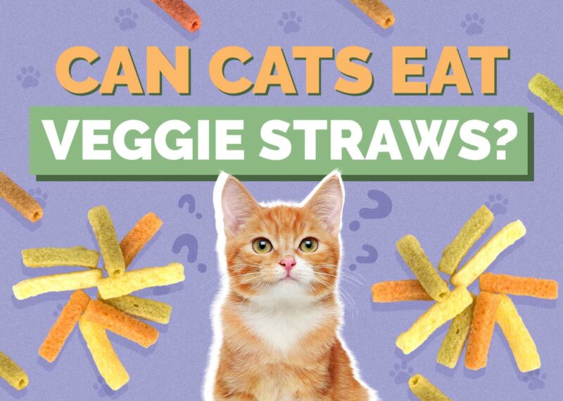 Hepper_Can Cats Eat_Veggie Straws
