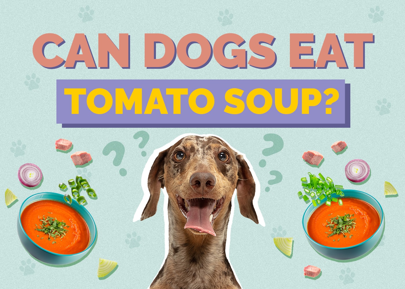 Can Dogs Eat Tomato Soup
