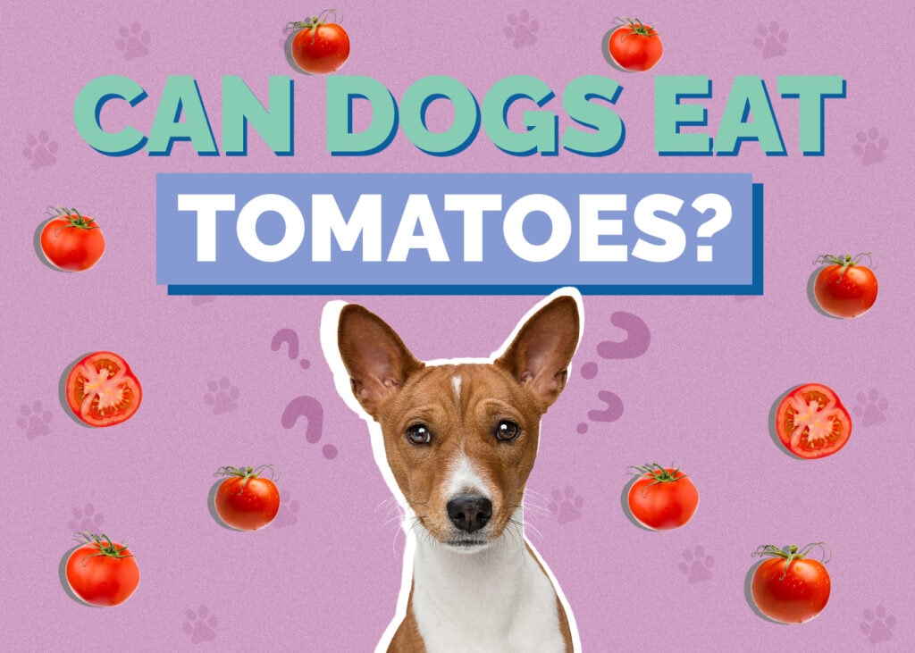 Can Dogs Eat Tomatoes