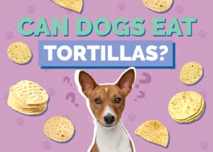 Can Dogs Eat Tortilla Chips? Vet Reviewed Risks & Safety Guide | Hepper