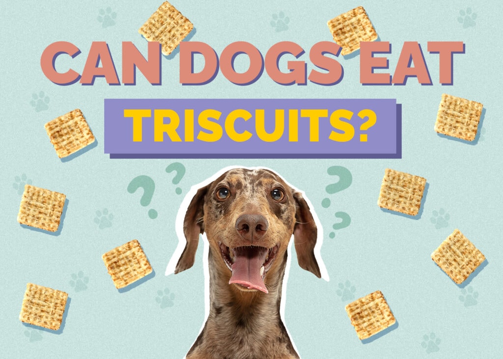 Can Dogs Eat Triscuits