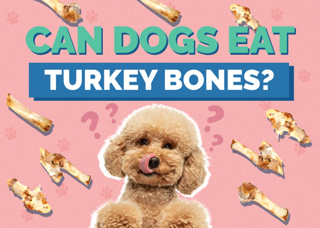 Can Dogs Eat Turkey Bones