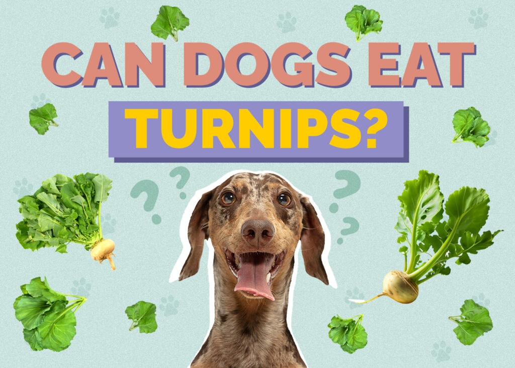 Can Dogs Eat Turnips