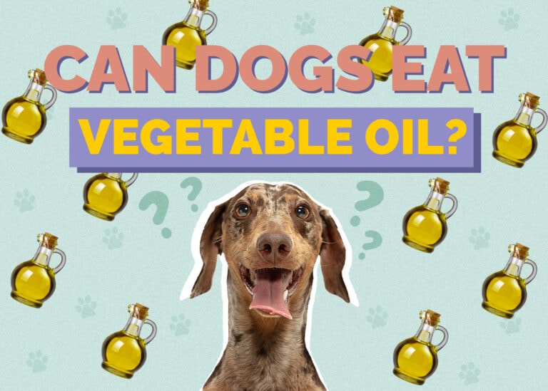 Picture of Can Dogs Eat Vegetable Oil? Vet Approved Facts & FAQ | Hepper Pet Resources