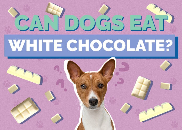Can Dogs Eat White Chocolate? Vet-Reviewed Safety Guide & FAQ | Hepper ... - Can Dogs Eat White Chocolate Cake Pops
