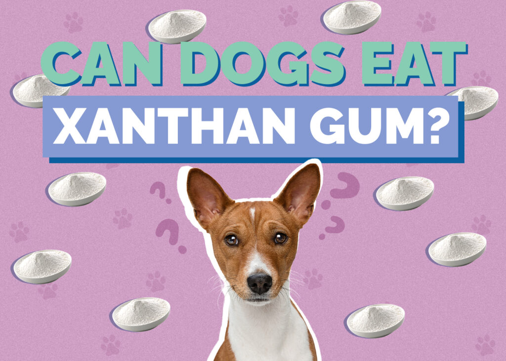 Can Dogs Eat Xanthan Gum