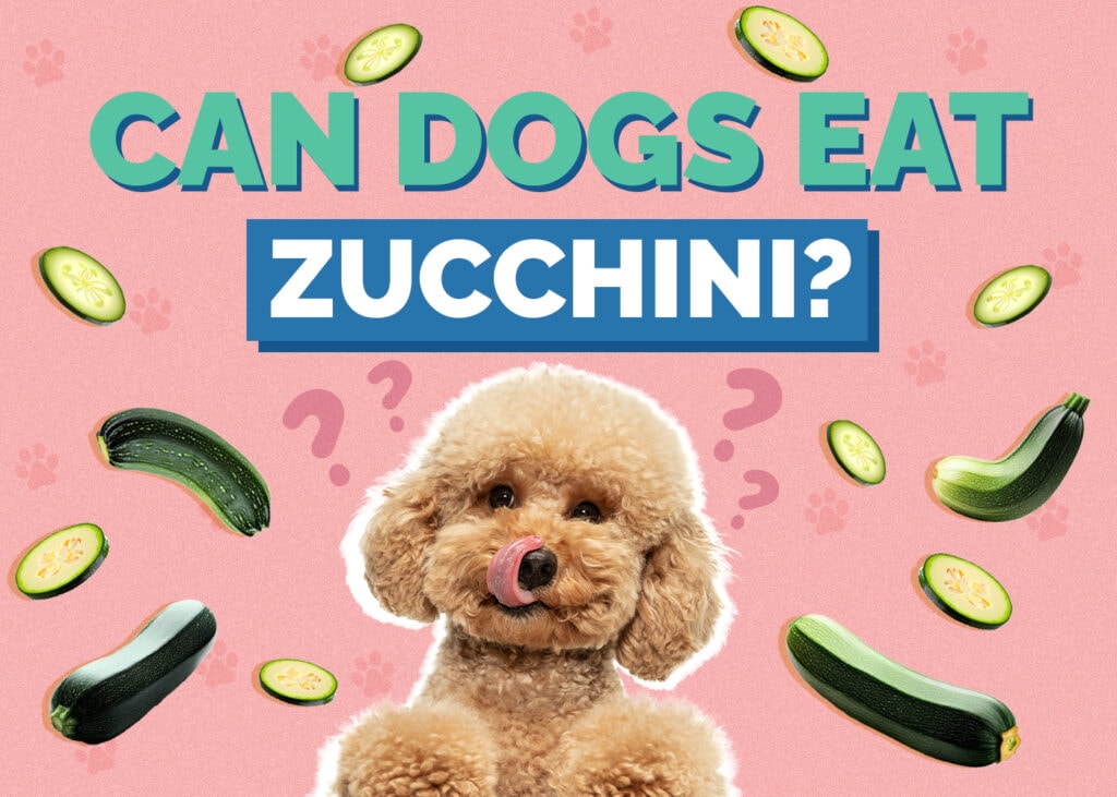 Can Dogs Eat Zucchinis