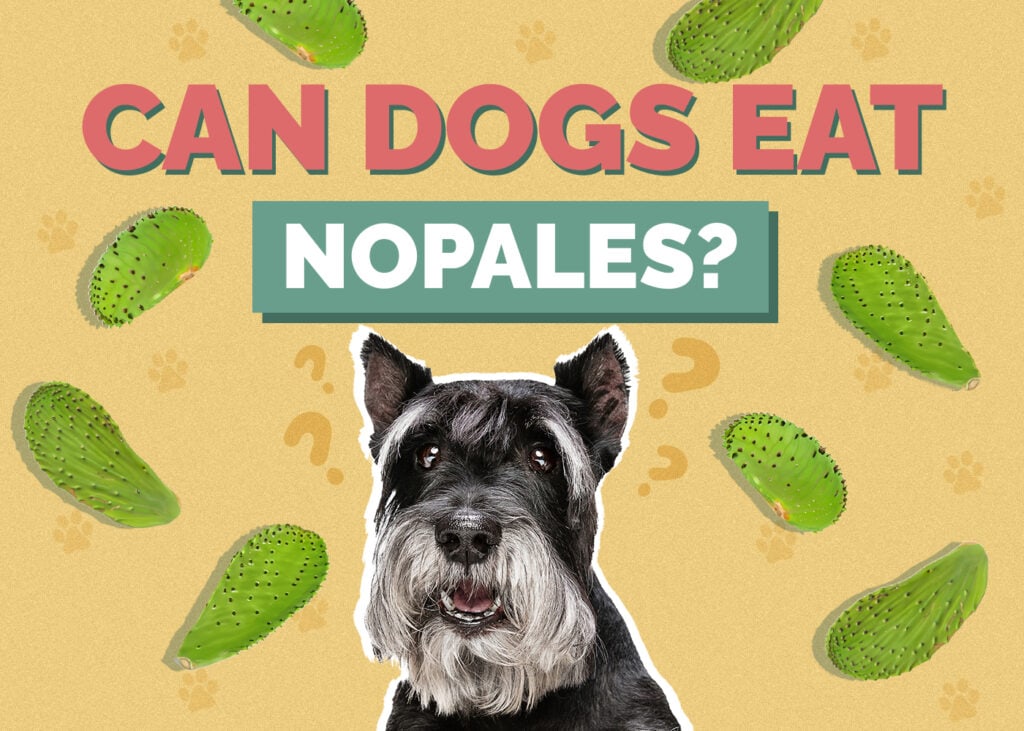 Can Dogs Eat Nopales
