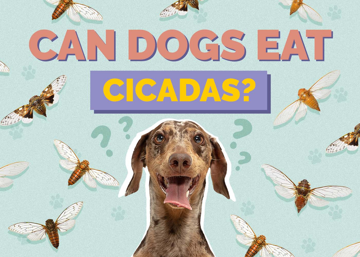 Hepper_Can Dogs Eat_Cicadas