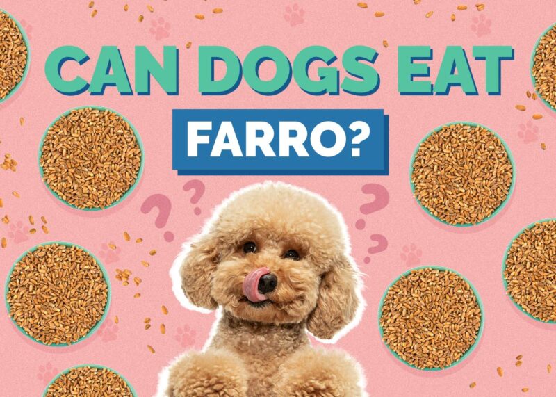 Hepper_Can Dogs Eat_Farro