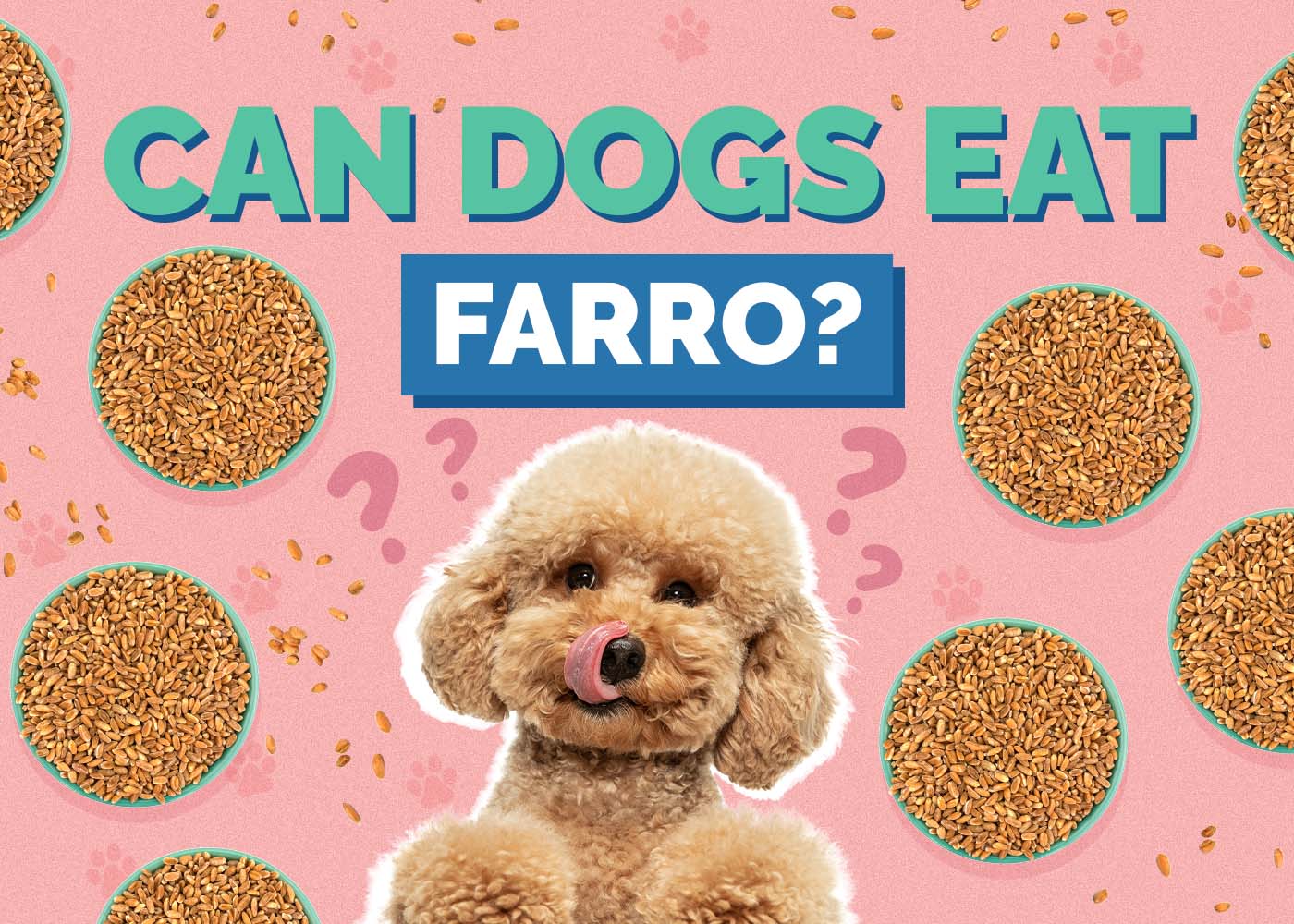 Hepper_Can Dogs Eat_Farro