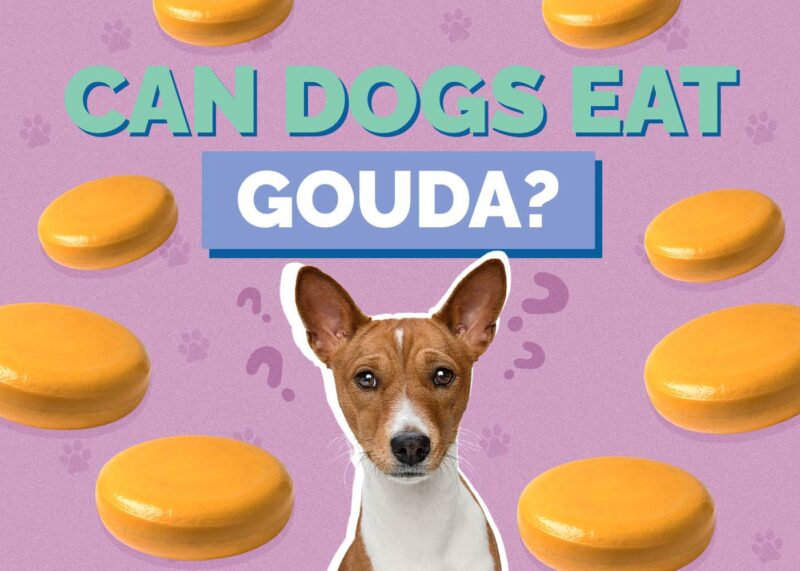 Hepper_Can Dogs Eat_Gouda